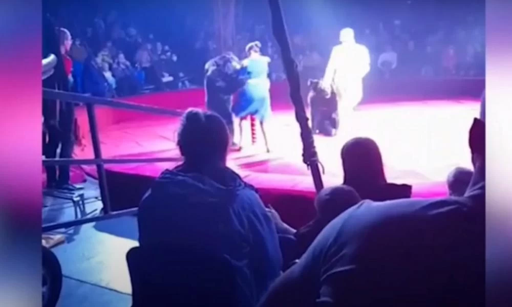 Ρωσία: Που πας με την "κοιλιά στο στόμα".....Αρκούδα επιτέθηκε σε έγκυο θηριοδαμαστή
